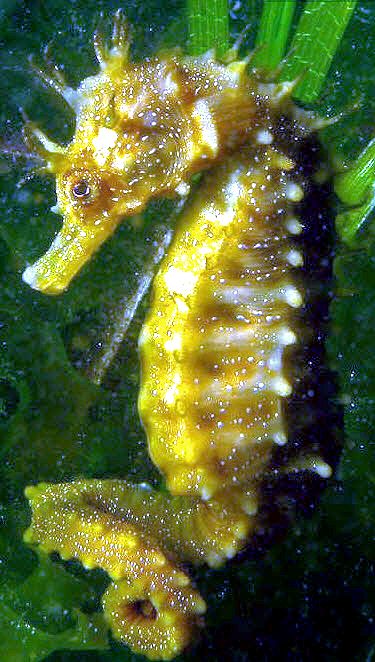 Hippocampus guttulatus_010.jpg